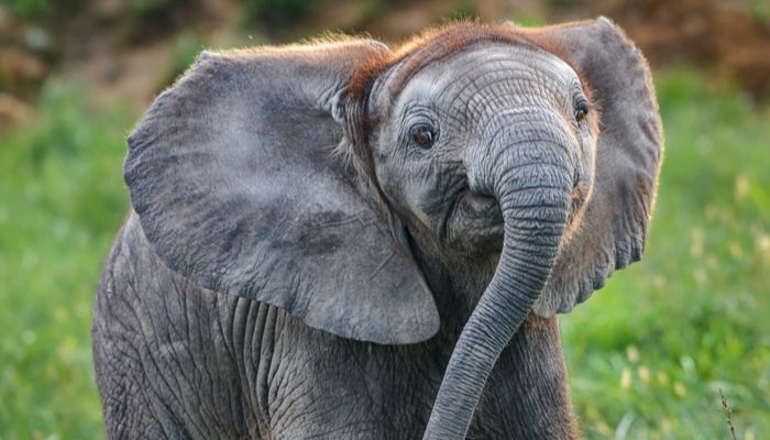 slůně africké_archiv Zoo Zlín