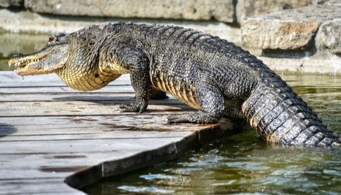 expozice aligatorů_archiv Zoo Zlín