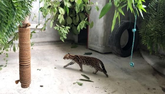 archiv Zoologico el Pantanal