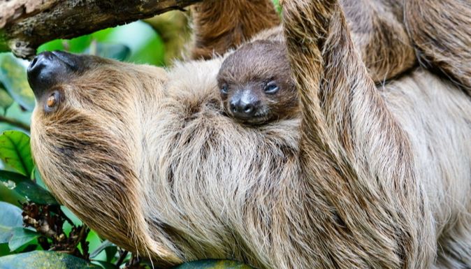 archiv Zoo Zlín