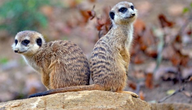 archiv Zoo Zlín