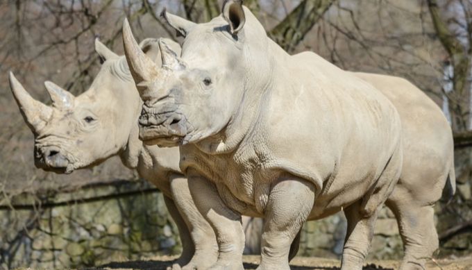 archiv Zoo Zlín