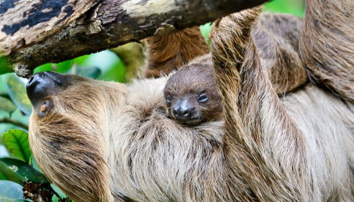 archiv Zoo Zlín