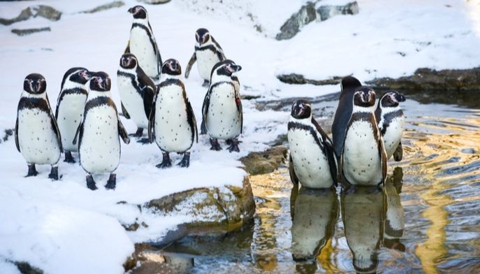 foto archiv Zoo Zlín