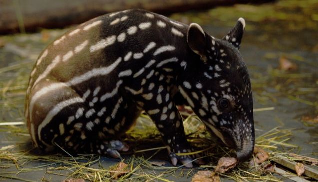 foto archiv Zoo Zlín